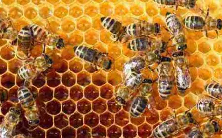 ما هي لغة التخاطب عند النحل