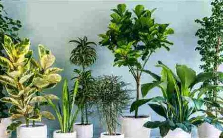 أسماء نباتات الزينة الخارجية