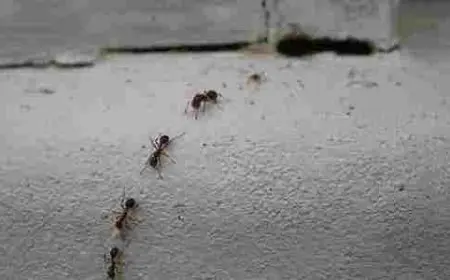 سبب وجود النمل في غرفة النوم