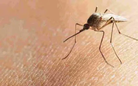 طريقة التخلص من الناموس