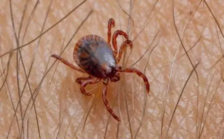 التخلص من حشرة القراد