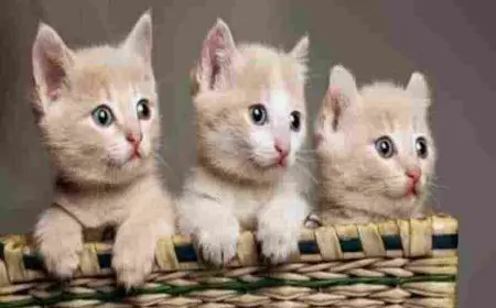 كم سنة تعيش القطط