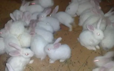 ما اسم صغير الأرنب