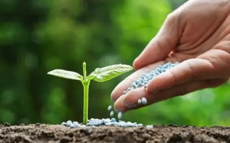 أفضل سماد لتسريع نمو الأشجار