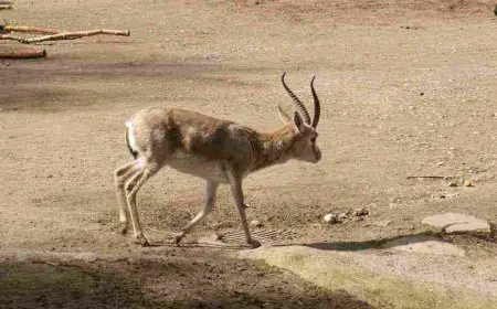 تزاوج الماعز مع الغزال