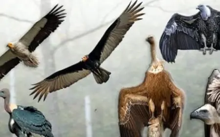 أنواع النسور بالتفصيل مع الصور