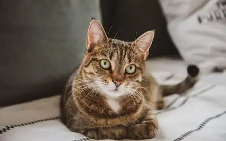 هل القط الذكر له ثدي