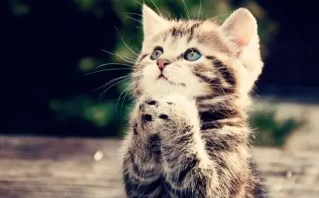 كيف اتكلم مع القطط؟!