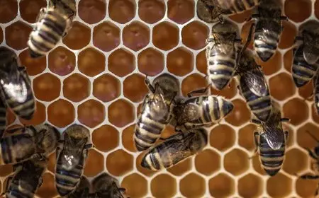 هل وجود النحل في البيت يدل على السحر