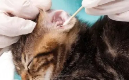 علاج عث القطط من الصيدلية البشرية