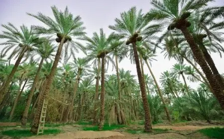 تشتهر المملكة العربية السعودية بزراعة أشجار