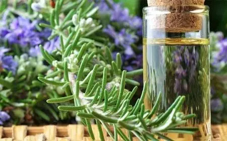 أفضل طرق مكافحة الناموس في الحدائق