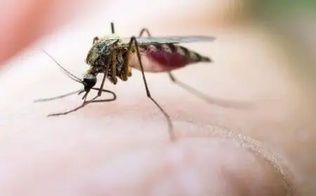 أسباب كثرة الناموس في المنزل