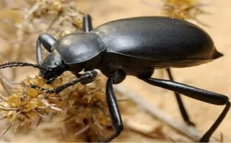 حشرة الخنفساء السوداء في المنزل