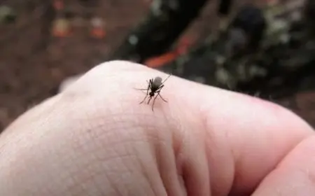 طريقة التخلص من الناموس بالبخور