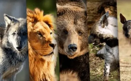 أنواع الحيوانات المفترسة