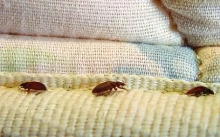 أسباب ظهور حشرات غريبة في البيت