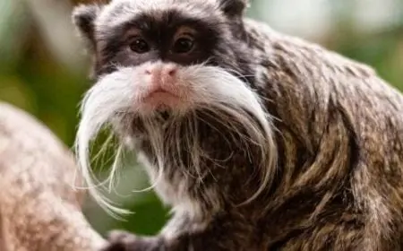 اسماء حيوانات غريبة وعجيبة