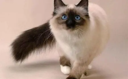 سعر القطط ذات العيون المختلفة