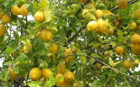 بعد كم سنة تثمر شجرة الليمون