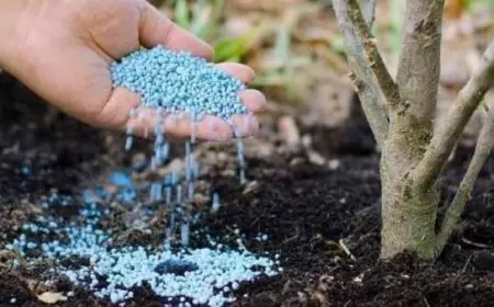 أفضل أنواع السماد للأشجار