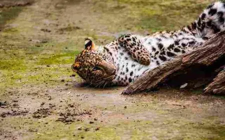 معلومات عن الحيوانات البرية