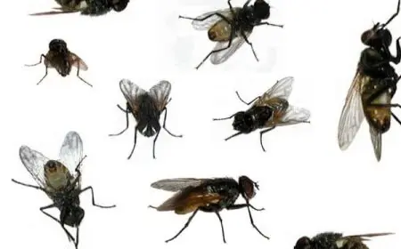 التخلص من الذباب بالبخور