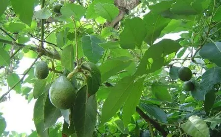 متى تثمر شجرة الأفوكادو وما هي البيئة الملائمة لزراعته