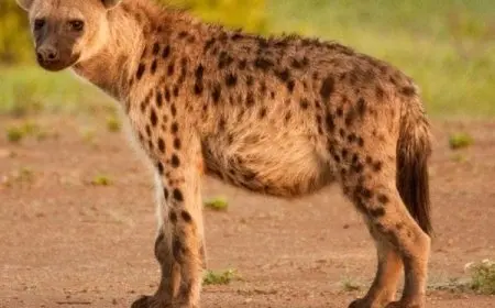 معلومات عن الضبع والسحر