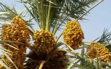 الفرق بين التمر والرطب