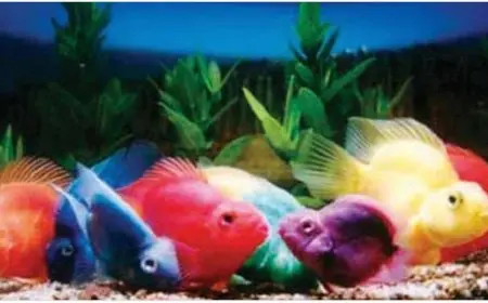 أنواع سمك الزينة