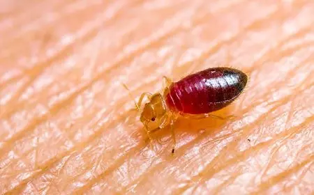 كيف تقتل بيض البق