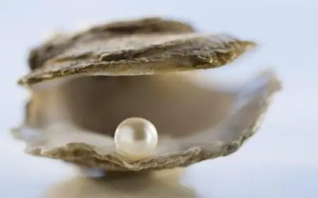 الفرق بين اللؤلؤ الطبيعي والصناعي والزراعي