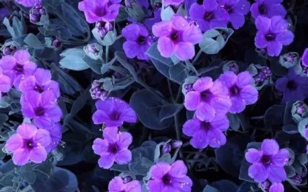 ماذا يعني الورد البنفسجي