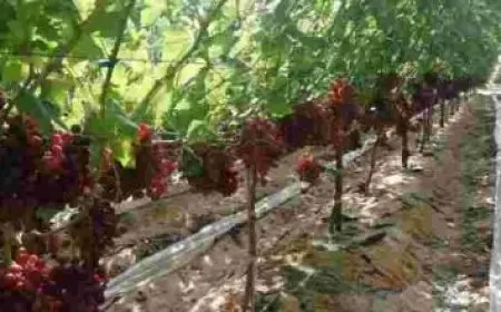 افضل انواع البخور للمنزل