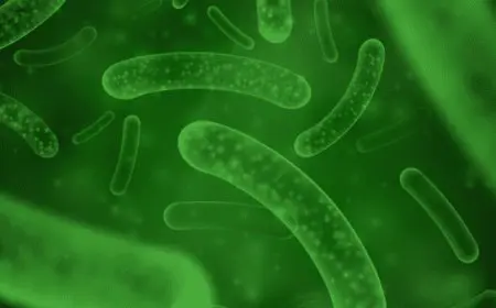 أعراض زيادة البكتيريا النافعة