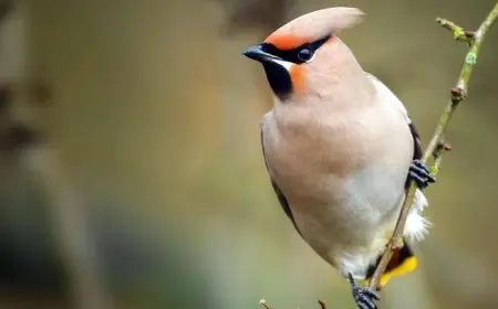 أنواع الطيور بالصور