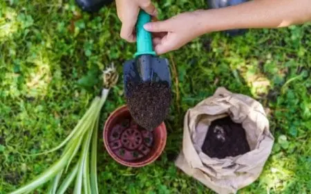 أنواع الأسمدة وفوائدها