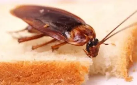 كيفية القضاء على الصراصير في المطبخ