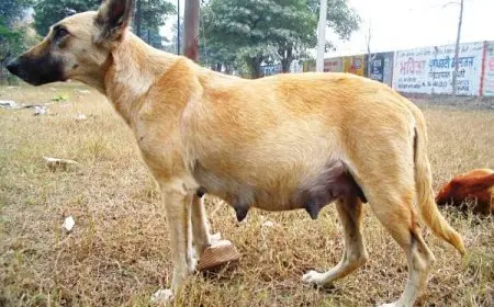 كم جرو تلد الكلاب البلدي