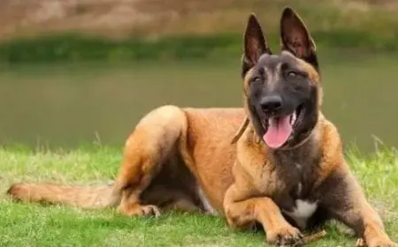 كم جرو تلد الكلاب مالينوا