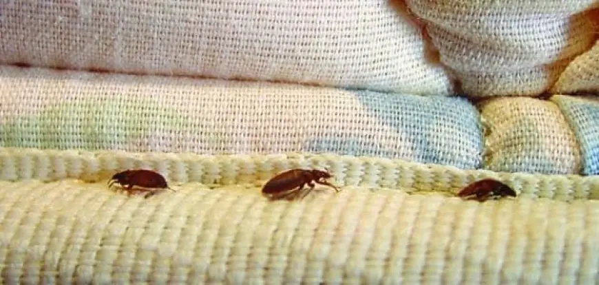 أسباب ظهور حشرات غريبة في البيت