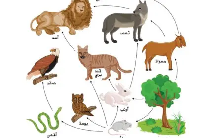 الشبكة الغذائية نموذج يصف