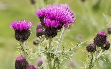 تجربتي مع حبوب حليب الشوك