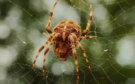 وظيفة المغازل في العناكب