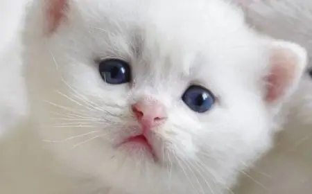 خلفيات واتس للبنات كيوت