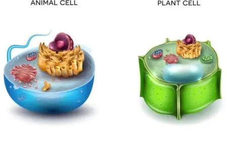 مكونات الخلية الحيوانية والنباتية والفرق بينهما