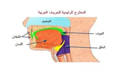 جدول مخارج الحروف العامة والخاصة