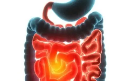 عملية الامتصاص في الجهاز الهضمي