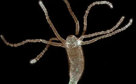 نوع التكاثر في الهيدرا